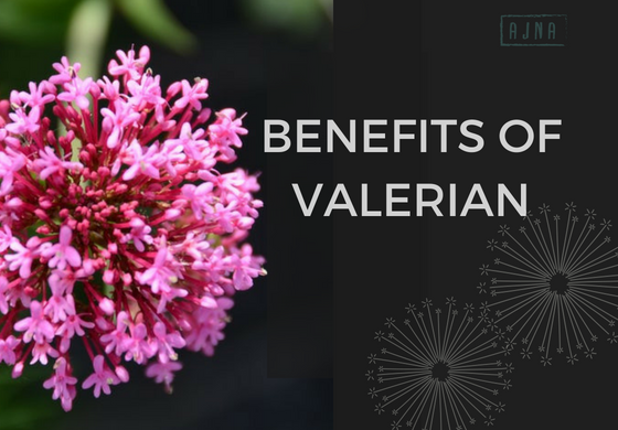 Benefits Of Valerian