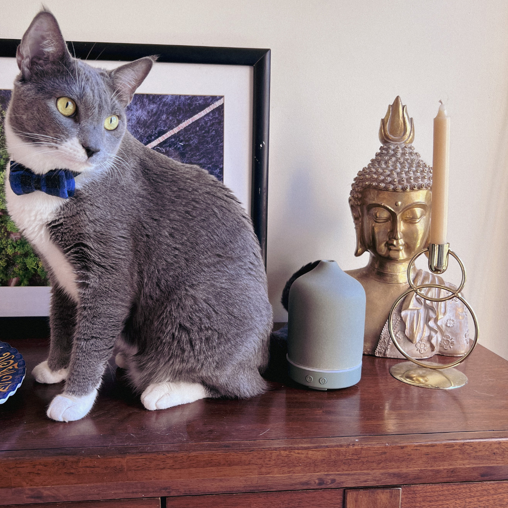 Top 4 Diffuser Safety Tips When Living with Pets